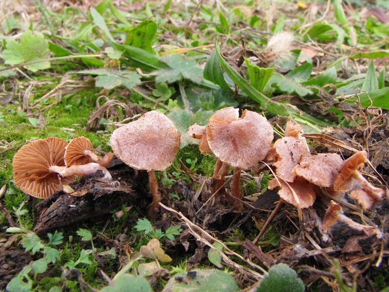 Tubaria hiemalis var. hiemalis